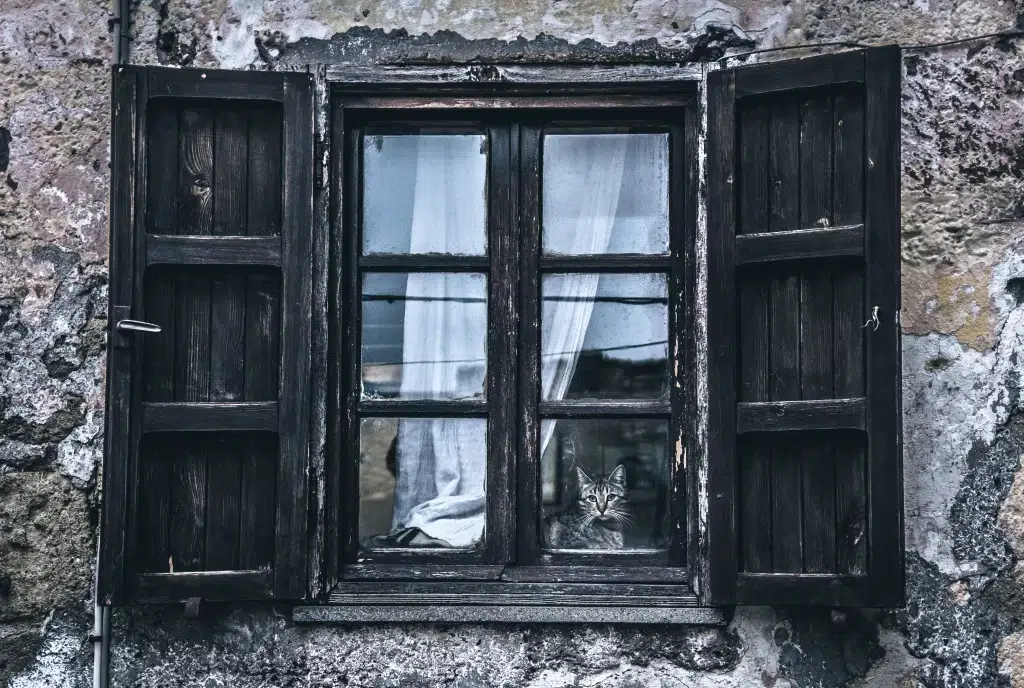 Cat peeking out of a old building.  