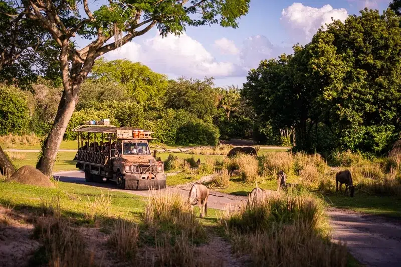 African Safari with jeep riding through savannah and animals in the background