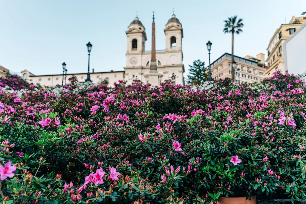 Pink and green flowers with the spanish steps in the background.  Rome in spring. 