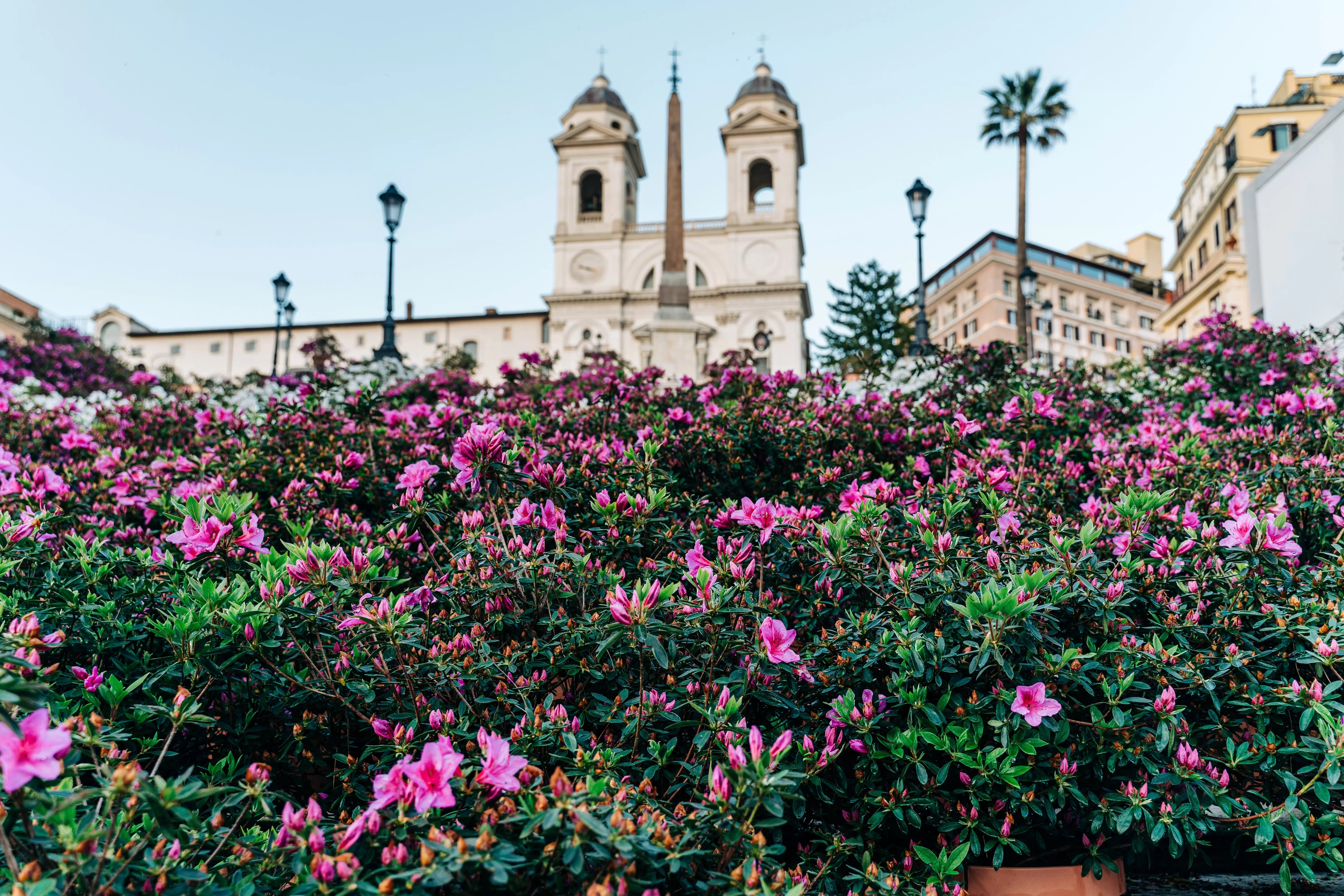Pink and green flowers with the spanish steps in the background. Rome in spring.