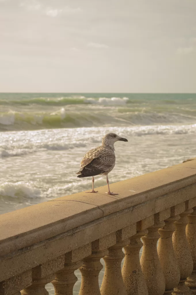 Seagal standing on a bridge with the ocean in background