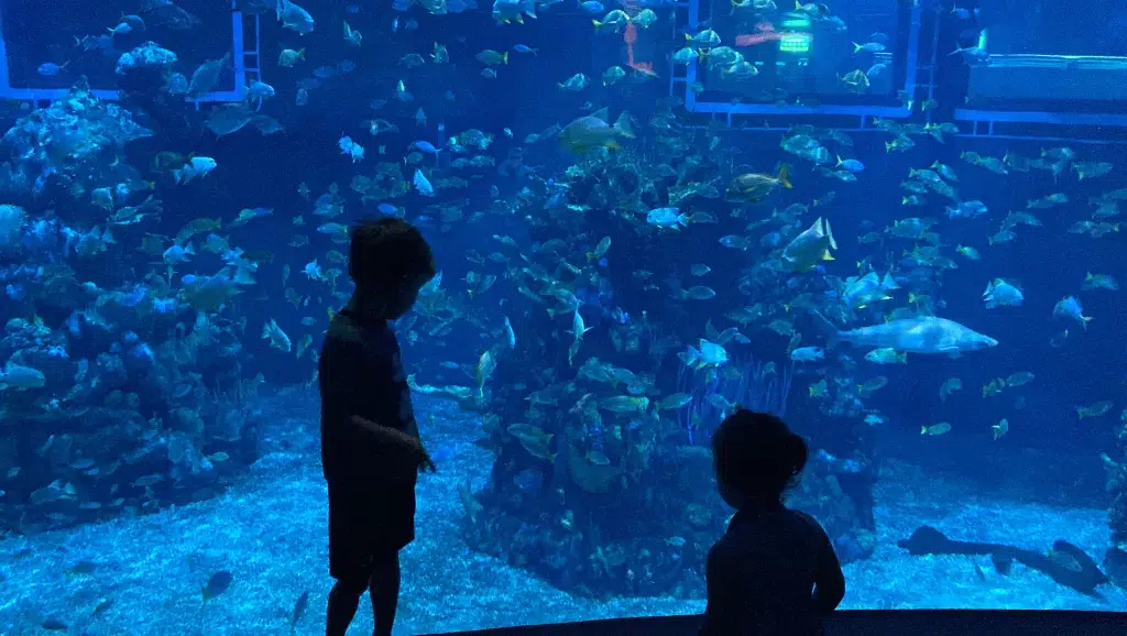 Two kids staring into an aquarium.  Port of livorno with kids