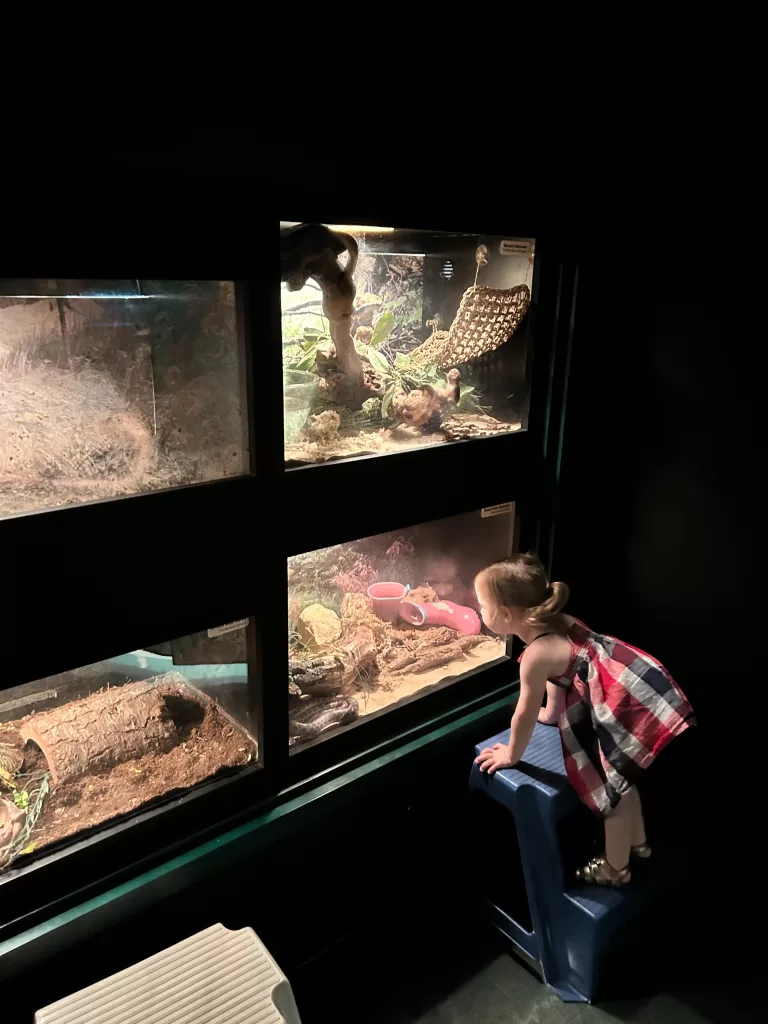 Small child looking into a case with an animal at a museum