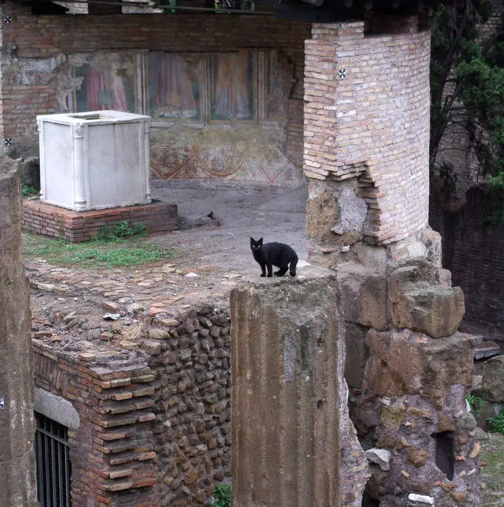 Black cat standing on ancient ruins at Largo di torre argentina